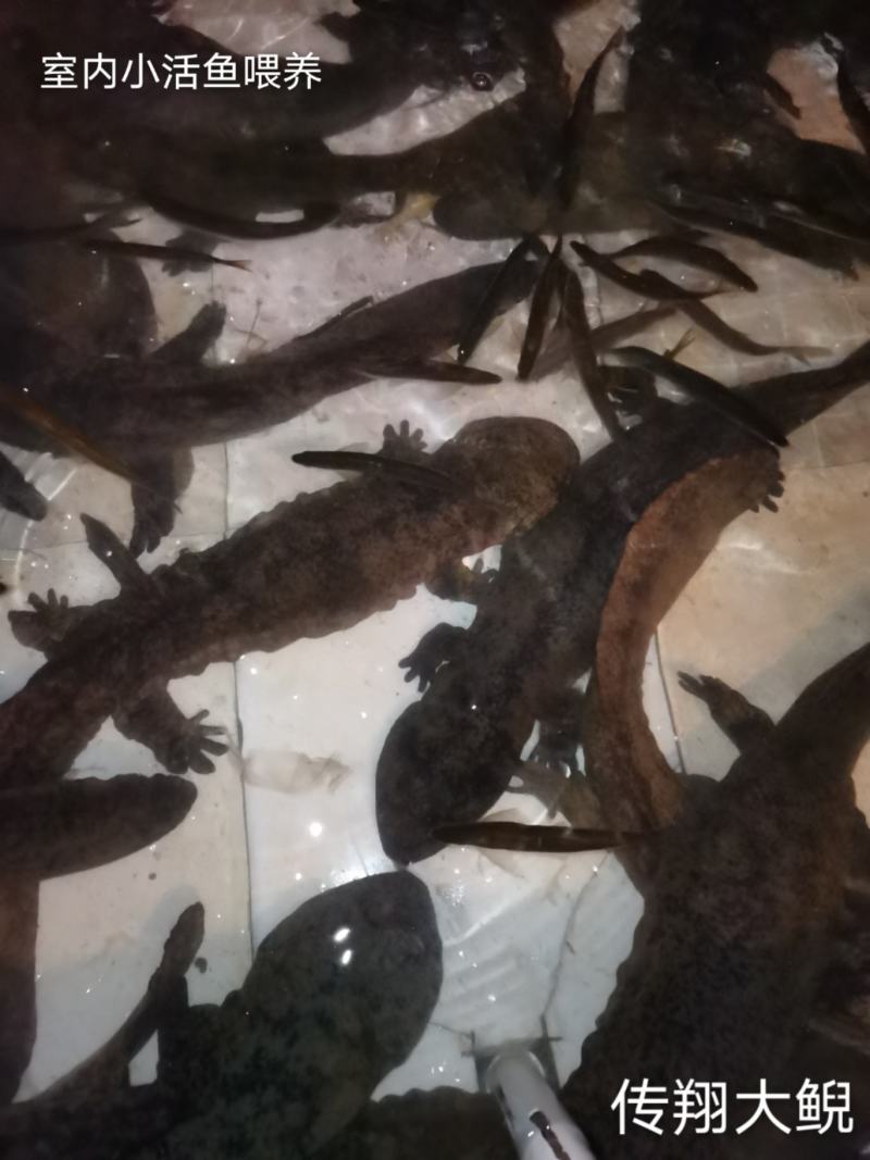 好货推荐仿生态冷水养殖大鲵娃娃鱼全国包邮包活