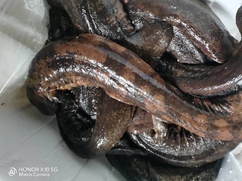 好货推荐仿生态冷水养殖大鲵娃娃鱼全国包邮包活