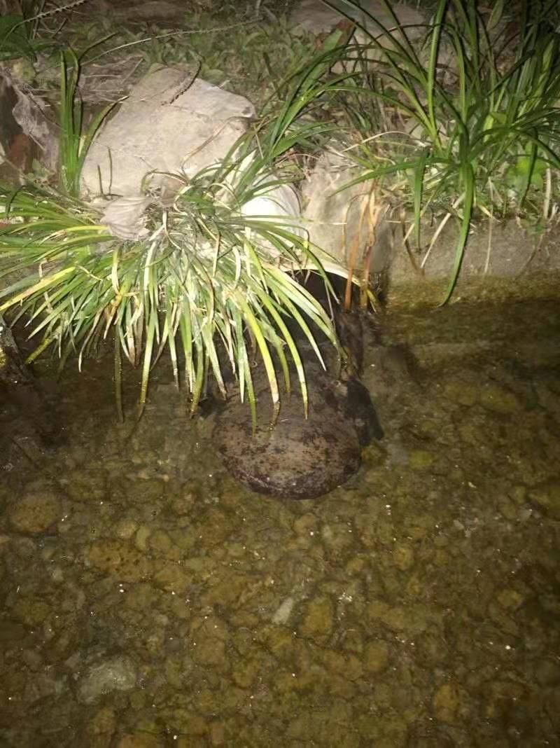 好货推荐仿生态冷水养殖大鲵娃娃鱼全国包邮包活