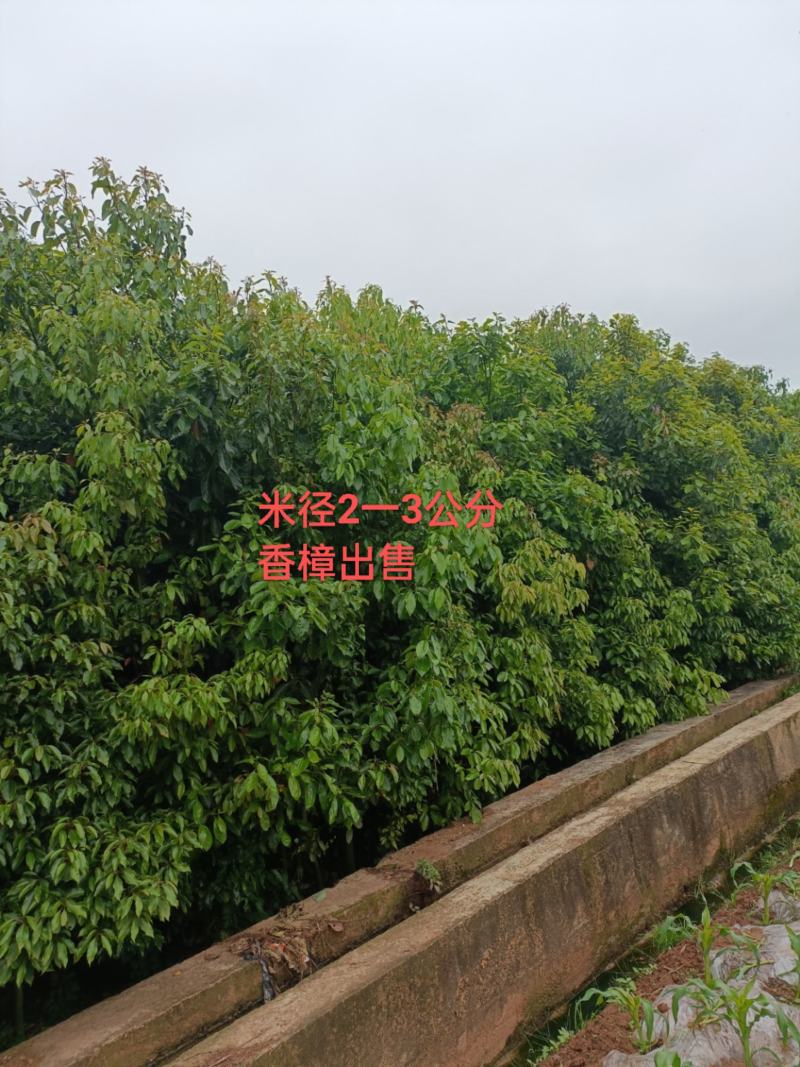 树杆月季，香樟！