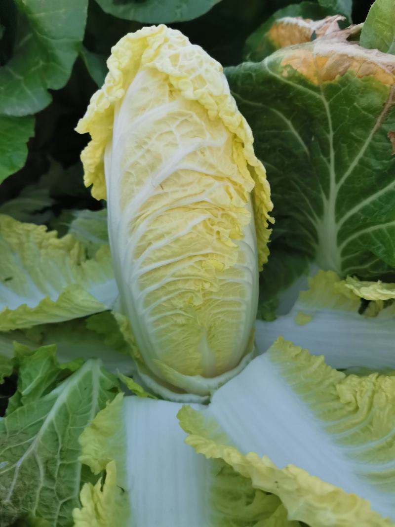 内黄娃娃菜