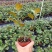 小盼菩提盆栽发财树办公室内花好养招财植物客厅绿植四季长青