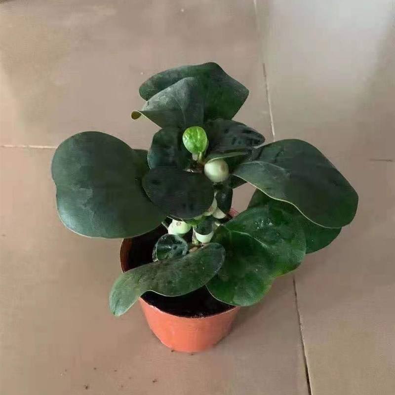 小盼菩提盆栽发财树办公室内花好养招财植物客厅绿植四季长青