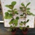 小盼菩提盆栽发财树办公室内花好养招财植物客厅绿植四季长青