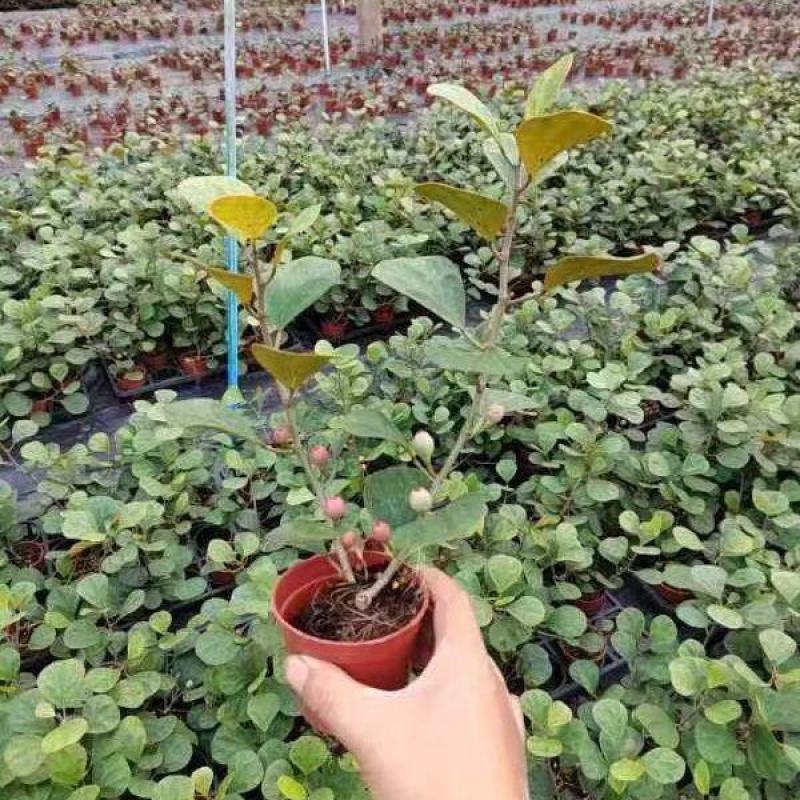 小盼菩提盆栽发财树办公室内花好养招财植物客厅绿植四季长青