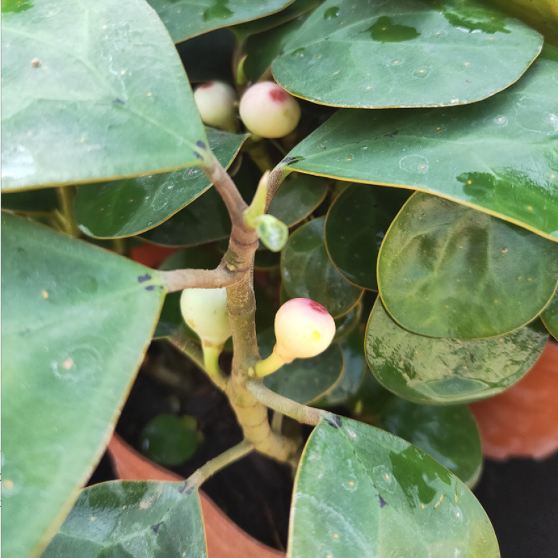 小盼菩提盆栽发财树办公室内花好养招财植物客厅绿植四季长青