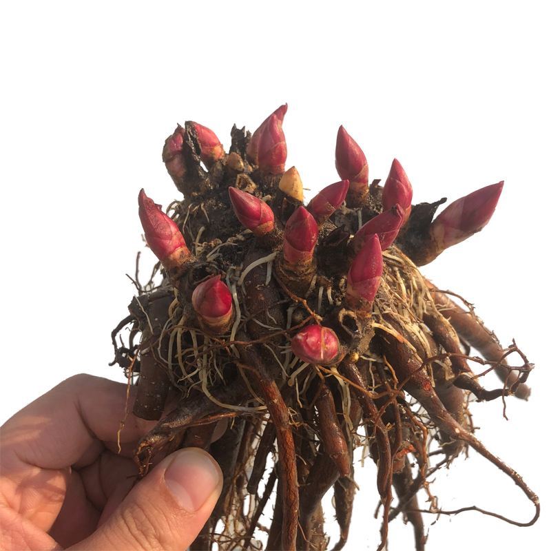 中国牡丹之都菏泽正宗精品观赏芍药切花芍药保品种保对版