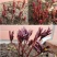 中国牡丹之都菏泽正宗精品观赏芍药切花芍药保品种保对版