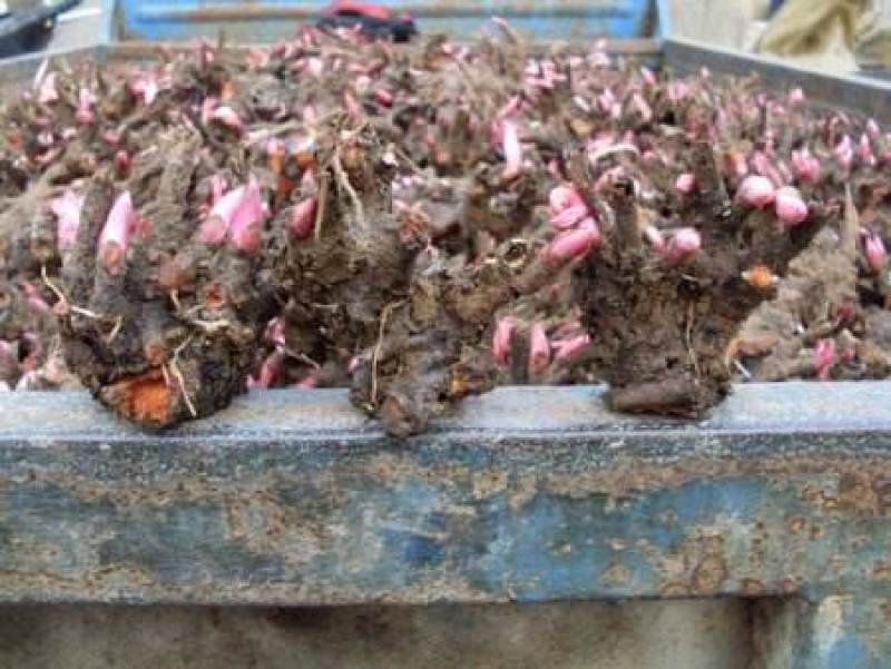 中国牡丹之都菏泽正宗精品观赏芍药切花芍药保品种保对版