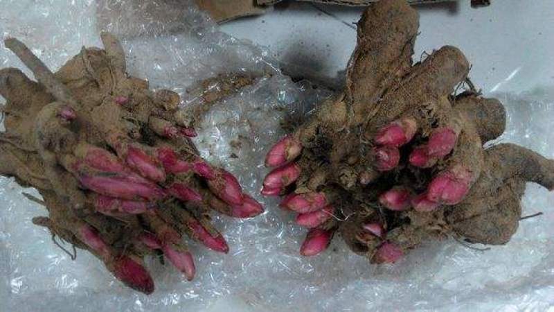 中国牡丹之都菏泽正宗精品观赏芍药切花芍药保品种保对版