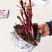 中国牡丹之都菏泽正宗精品观赏芍药切花芍药保品种保对版