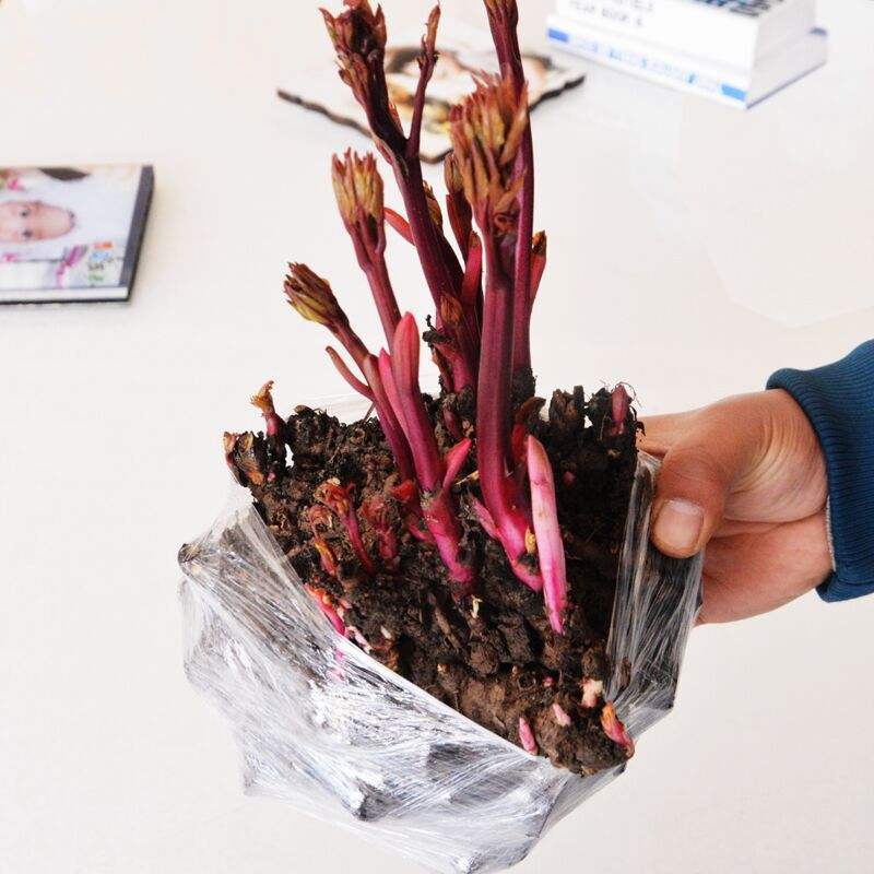 中国牡丹之都菏泽正宗精品观赏芍药切花芍药保品种保对版