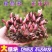 中国牡丹之都菏泽正宗精品观赏芍药切花芍药保品种保对版