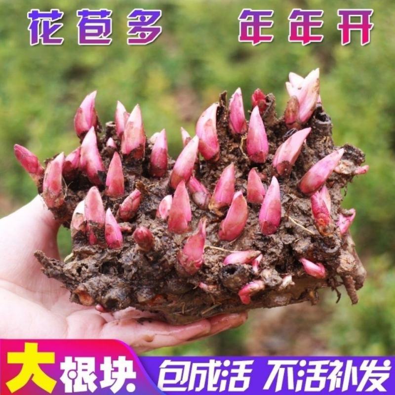 中国牡丹之都菏泽正宗精品观赏芍药切花芍药保品种保对版