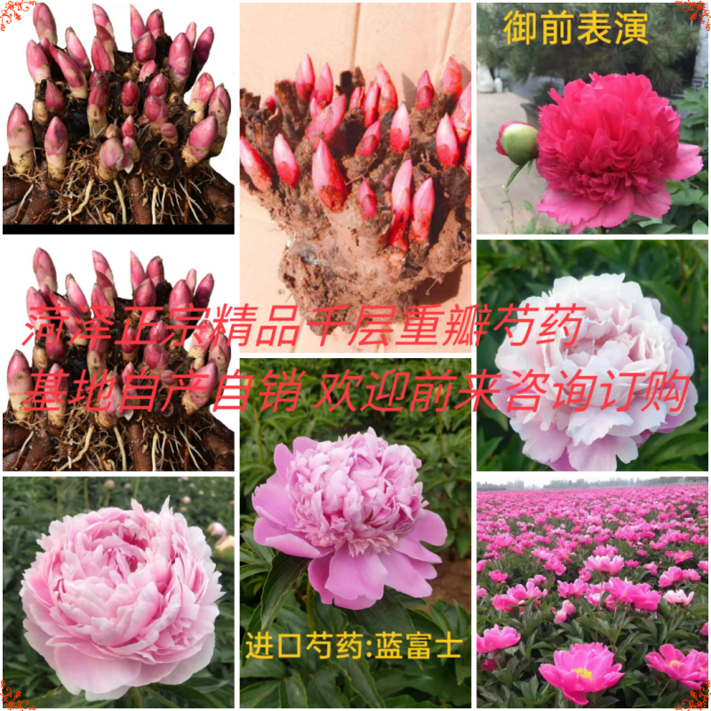 中国牡丹之都菏泽正宗精品观赏芍药切花芍药保品种保对版