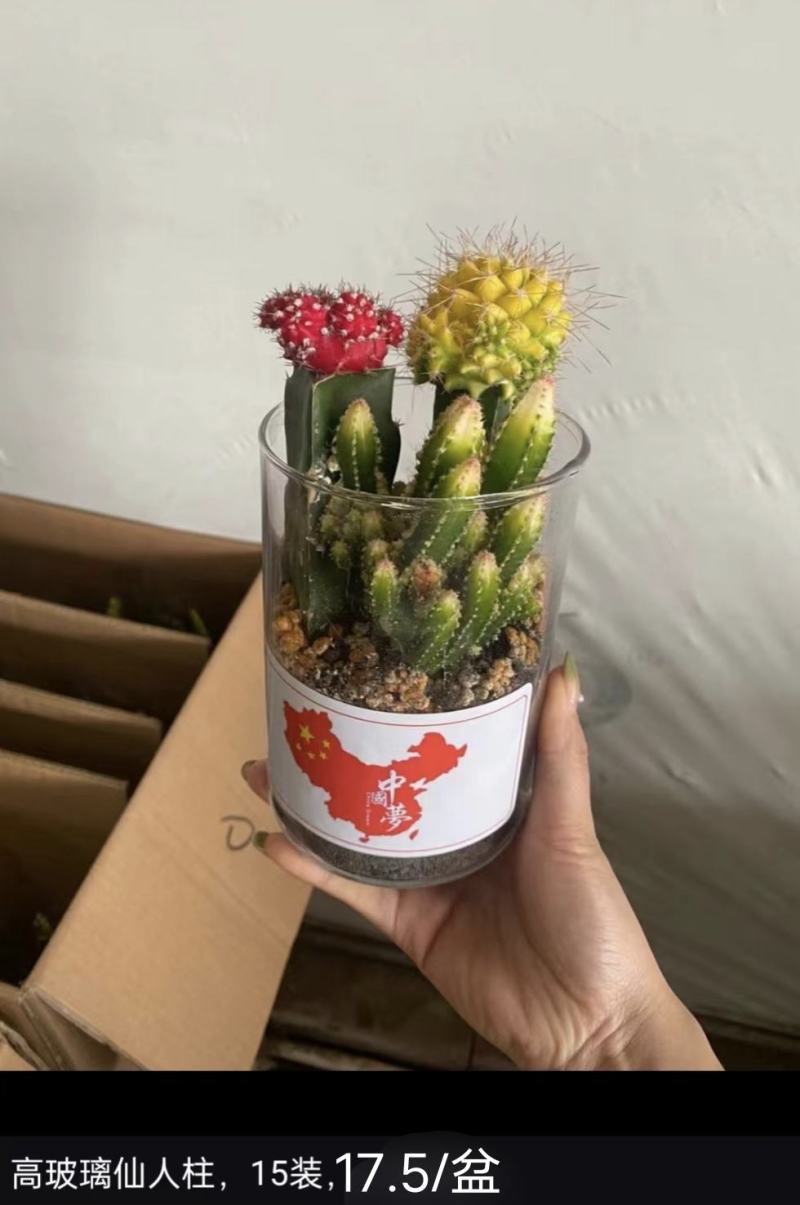 多肉组合基地批发，多款式可选择，质量优价格廉。