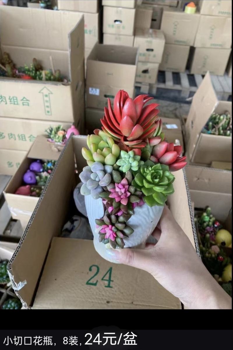 多肉组合基地批发，多款式可选择，质量优价格廉。