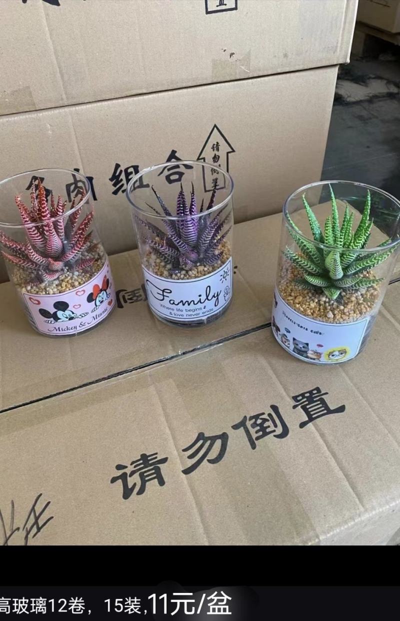 多肉组合基地批发，多款式可选择，质量优价格廉。