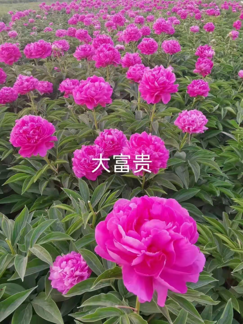 中国牡丹之都菏泽正宗精品观赏芍药切花芍药保品种保对版