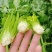 河北精品芹菜原产地直销量大价优保质保量欢迎选购