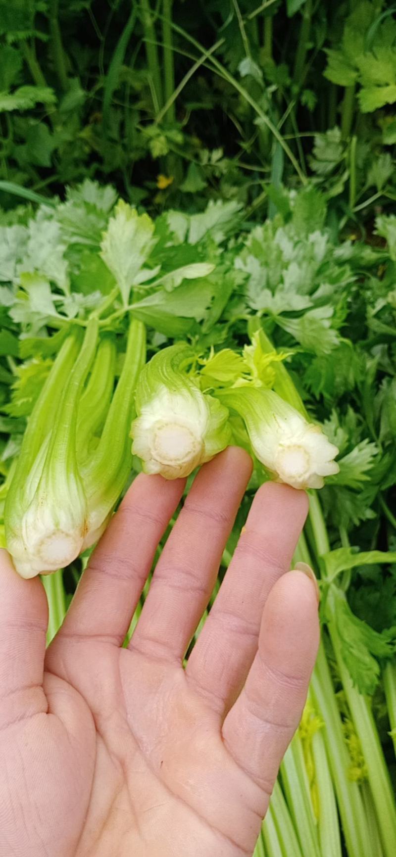 河北精品芹菜原产地直销量大价优保质保量欢迎选购