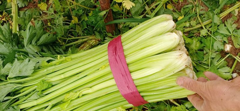河北精品芹菜原产地直销量大价优保质保量欢迎选购