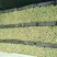 河北精品芹菜原产地直销量大价优保质保量欢迎选购