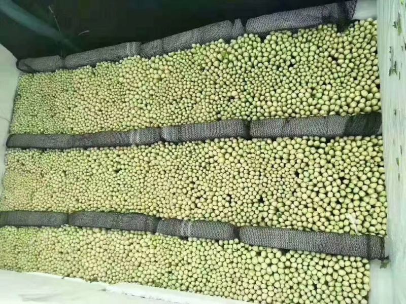 河北精品芹菜原产地直销量大价优保质保量欢迎选购