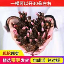 中国牡丹之都菏泽芍药根块包成活保对版多品种