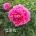 中国牡丹之都菏泽芍药根块包成活保对版多品种