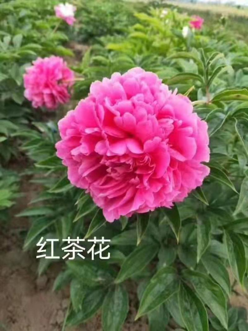中国牡丹之都菏泽芍药根块包成活保对版多品种