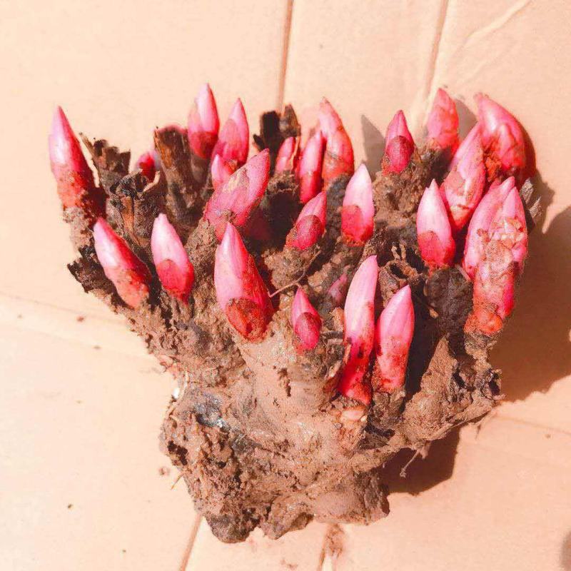 中国牡丹之都菏泽芍药根块包成活保对版多品种