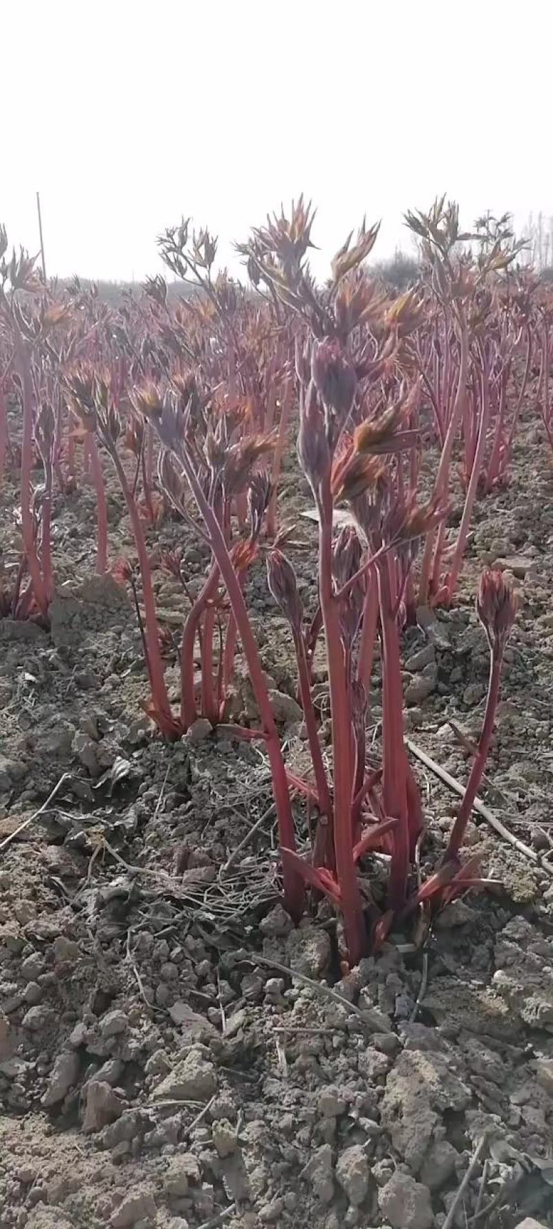 中国牡丹之都菏泽芍药根块包成活保对版多品种