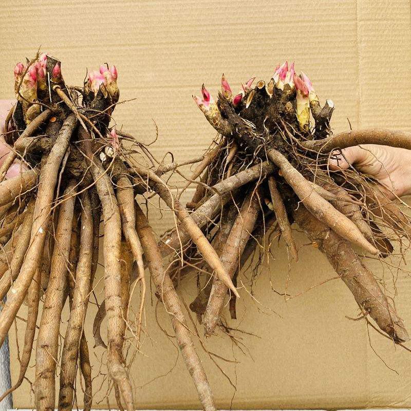 中国牡丹之都菏泽芍药根块包成活保对版多品种