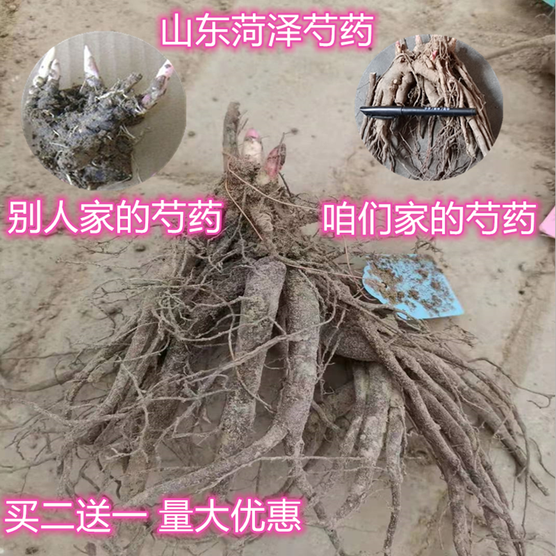 中国牡丹之都菏泽芍药根块包成活保对版多品种