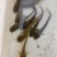 大口鲶