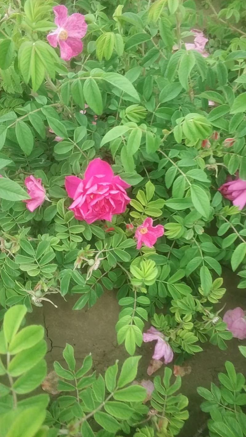 四季玫瑰，保定四季玫瑰，四季玫瑰基地直销，杯苗四季玫瑰