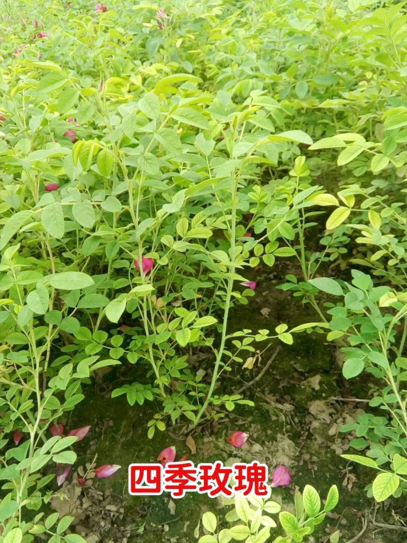 四季玫瑰，保定四季玫瑰，四季玫瑰基地直销，杯苗四季玫瑰