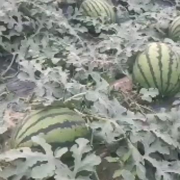 陕西精品甜王