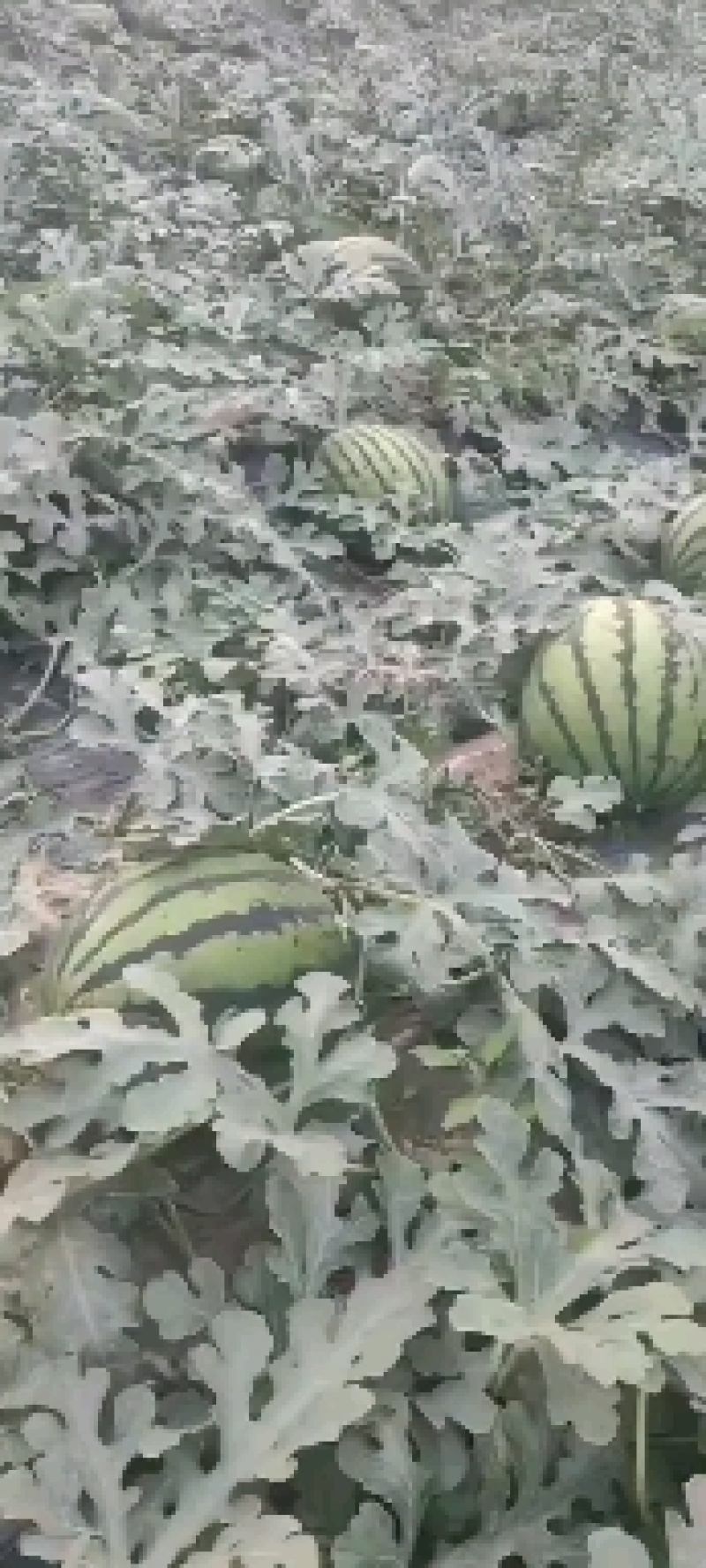 陕西精品甜王