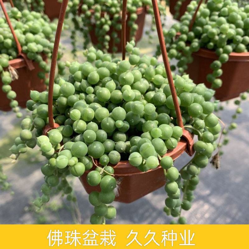 多肉植物佛珠吊兰情人泪珍珠吊兰花卉室内绿色盆栽吸甲醛