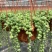 多肉植物佛珠吊兰情人泪珍珠吊兰花卉室内绿色盆栽吸甲醛