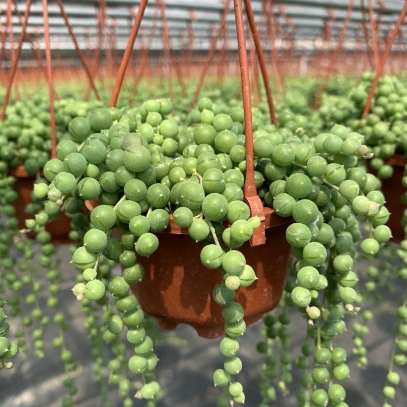 多肉植物佛珠吊兰情人泪珍珠吊兰花卉室内绿色盆栽吸甲醛