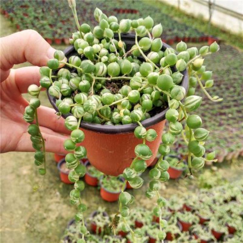 多肉植物佛珠吊兰情人泪珍珠吊兰花卉室内绿色盆栽吸甲醛
