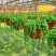 多肉植物佛珠吊兰情人泪珍珠吊兰花卉室内绿色盆栽吸甲醛