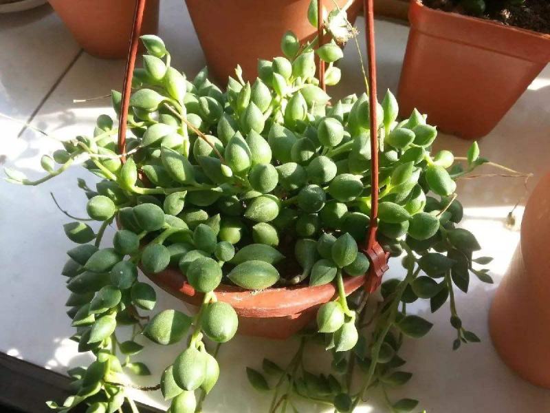 多肉植物佛珠吊兰情人泪珍珠吊兰花卉室内绿色盆栽吸甲醛