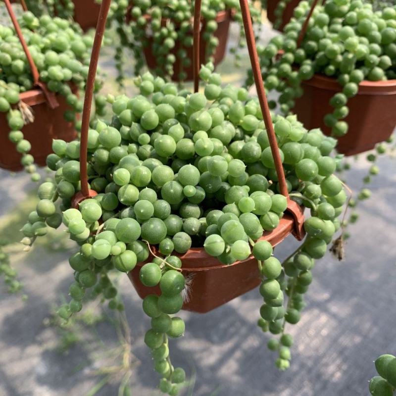 多肉植物佛珠吊兰情人泪珍珠吊兰花卉室内绿色盆栽吸甲醛