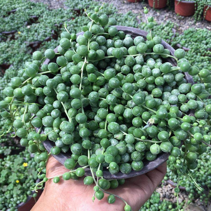 多肉植物佛珠吊兰情人泪珍珠吊兰花卉室内绿色盆栽吸甲醛