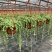 多肉植物佛珠吊兰情人泪珍珠吊兰花卉室内绿色盆栽吸甲醛