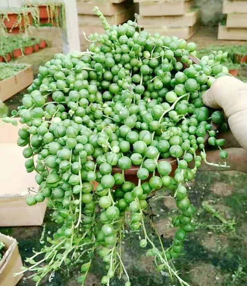 多肉植物佛珠吊兰情人泪珍珠吊兰花卉室内绿色盆栽吸甲醛
